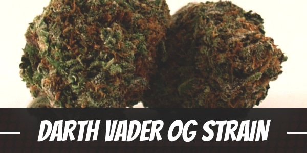 Darth Vader OG Strain