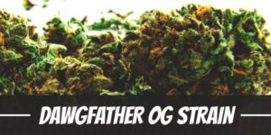 Dawgfather OG Strain