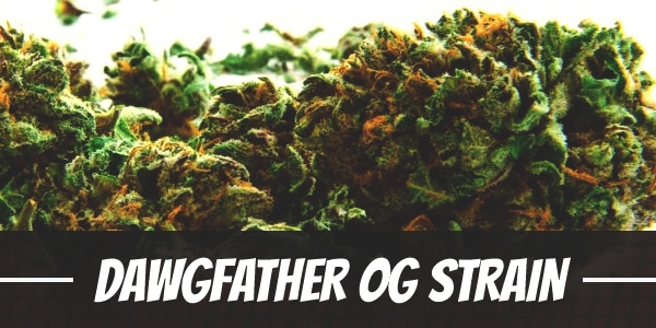 Dawgfather OG Strain
