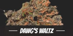Dawg’s Waltz