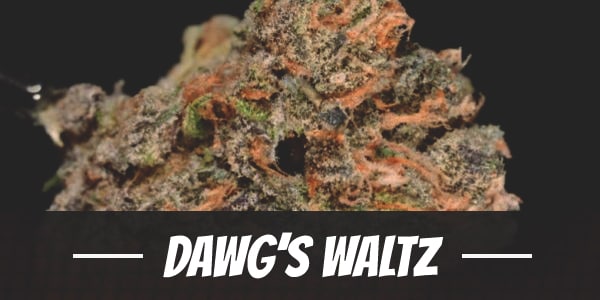 Dawg’s Waltz