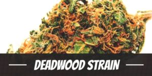 Deadwood Strain