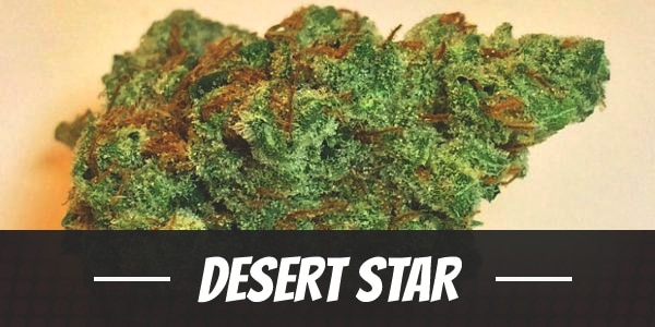 Desert Star