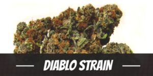 Diablo Strain