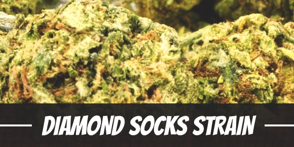 Diamond Socks Strain