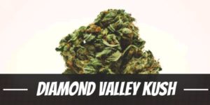Diamond Valley Kush