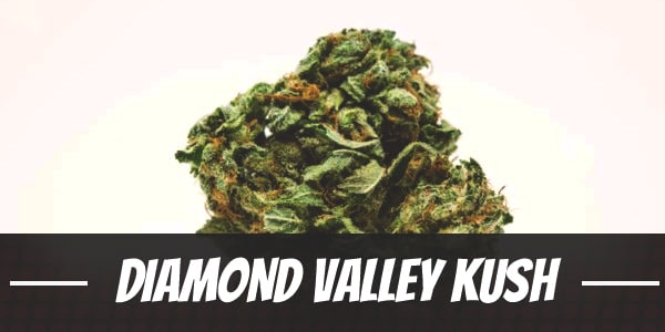 Diamond Valley Kush