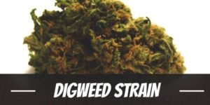 Digweed Strain