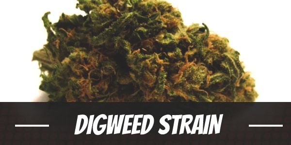 Digweed Strain