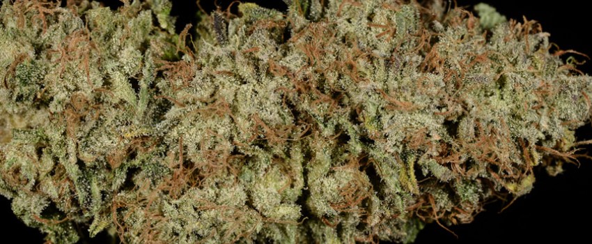 Disney Blue Medical