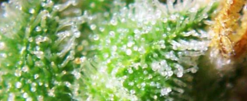Distributing sugars throughout the plant marijuana