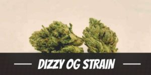 Dizzy OG Strain