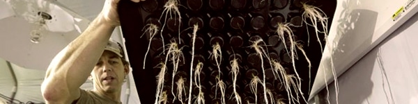 Does Aeroponics Produce Better Marijuana