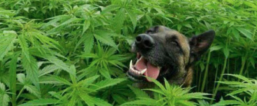 Signs cats dogs cannabis