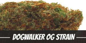 Dogwalker OG Strain