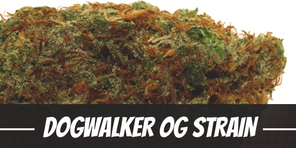 Dogwalker OG Strain