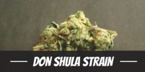 Don Shula Strain