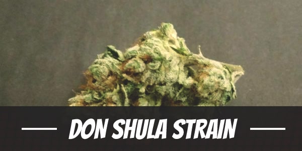 Don Shula Strain