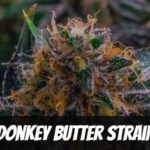 Donkey Butter Strain