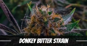 Donkey Butter Strain