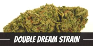 Double Dream Strain