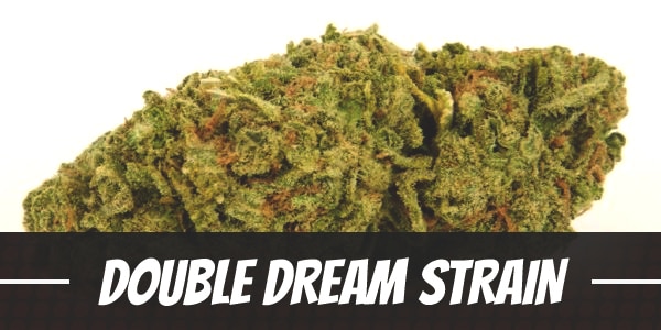 Double Dream Strain