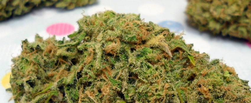 Double Dream Strain Information and Review