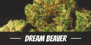 Dream Beaver
