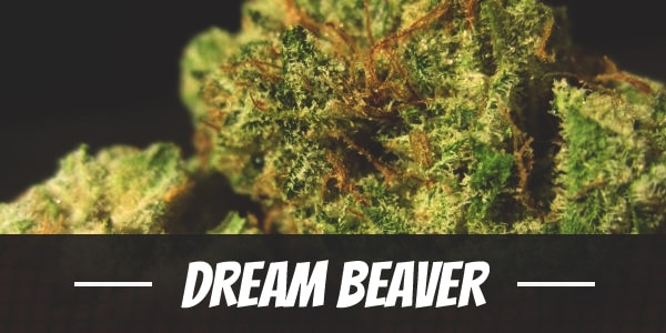 Dream Beaver