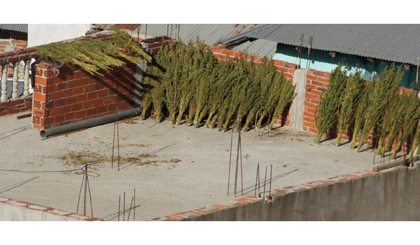 Drying cannabis rooftop