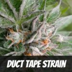 Duct Tape Strain