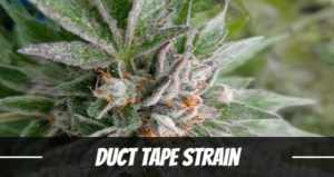 Duct Tape Strain