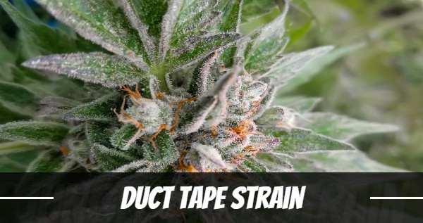 Duct Tape Strain