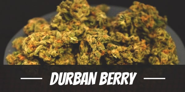Durban Berry