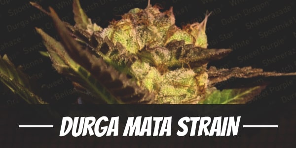 Durga Mata Strain