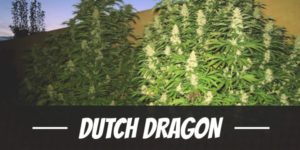 Dutch Dragon