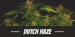 Dutch Haze