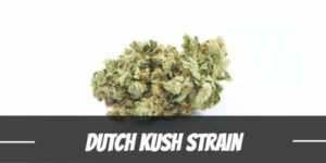 Dutch Kush Strain