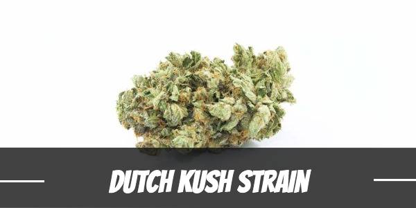 Dutch Kush Strain