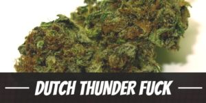 Dutch Thunder Fuck