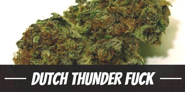 Dutch Thunder Fuck