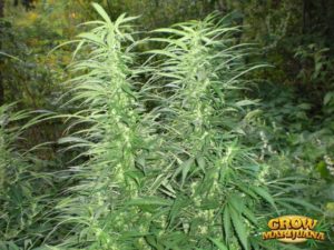 Early-Girl-Outdoor