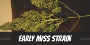 Early Miss Strain