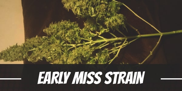 Early Miss Strain