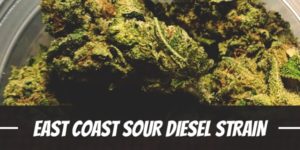 East Coast Sour Diesel Strain