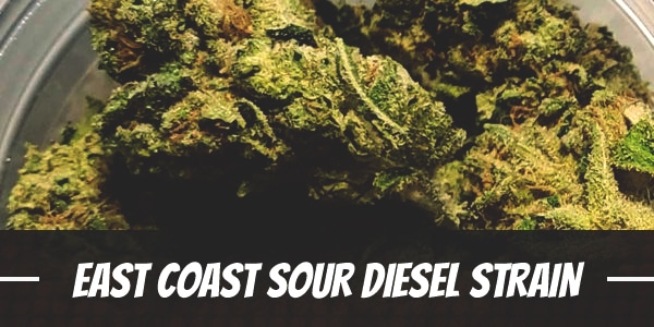 East Coast Sour Diesel Strain