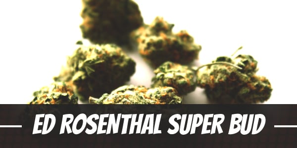 Ed Rosenthal Super Bud