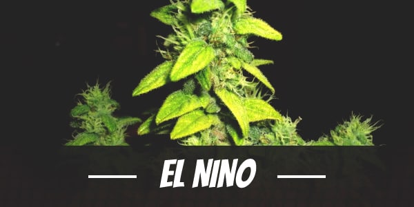 El Nino