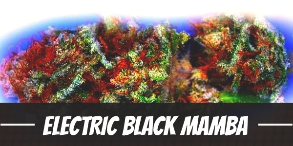 Electric Black Mamba
