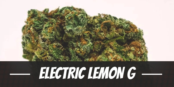 Electric Lemon G